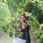 US coffee companies that adhere to fair trade