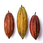 understanding cocoa