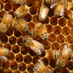 how honey is made