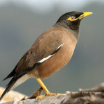 Common brown mynah