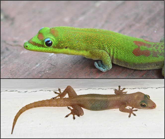 We Need More Geckos! Hawaii's Local Buzz